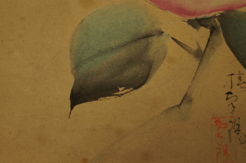 Shikishi Rose Blatt Nahaufnahme