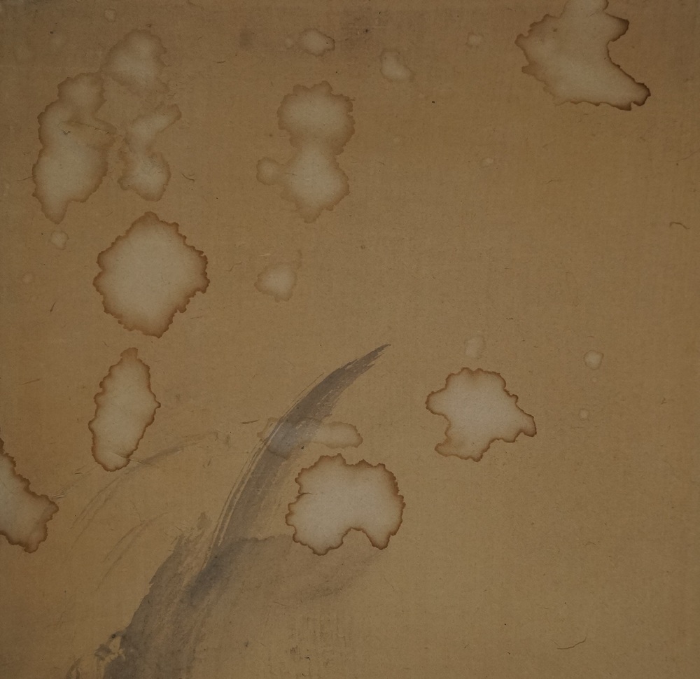 Koi at the waterfall clouds close-up