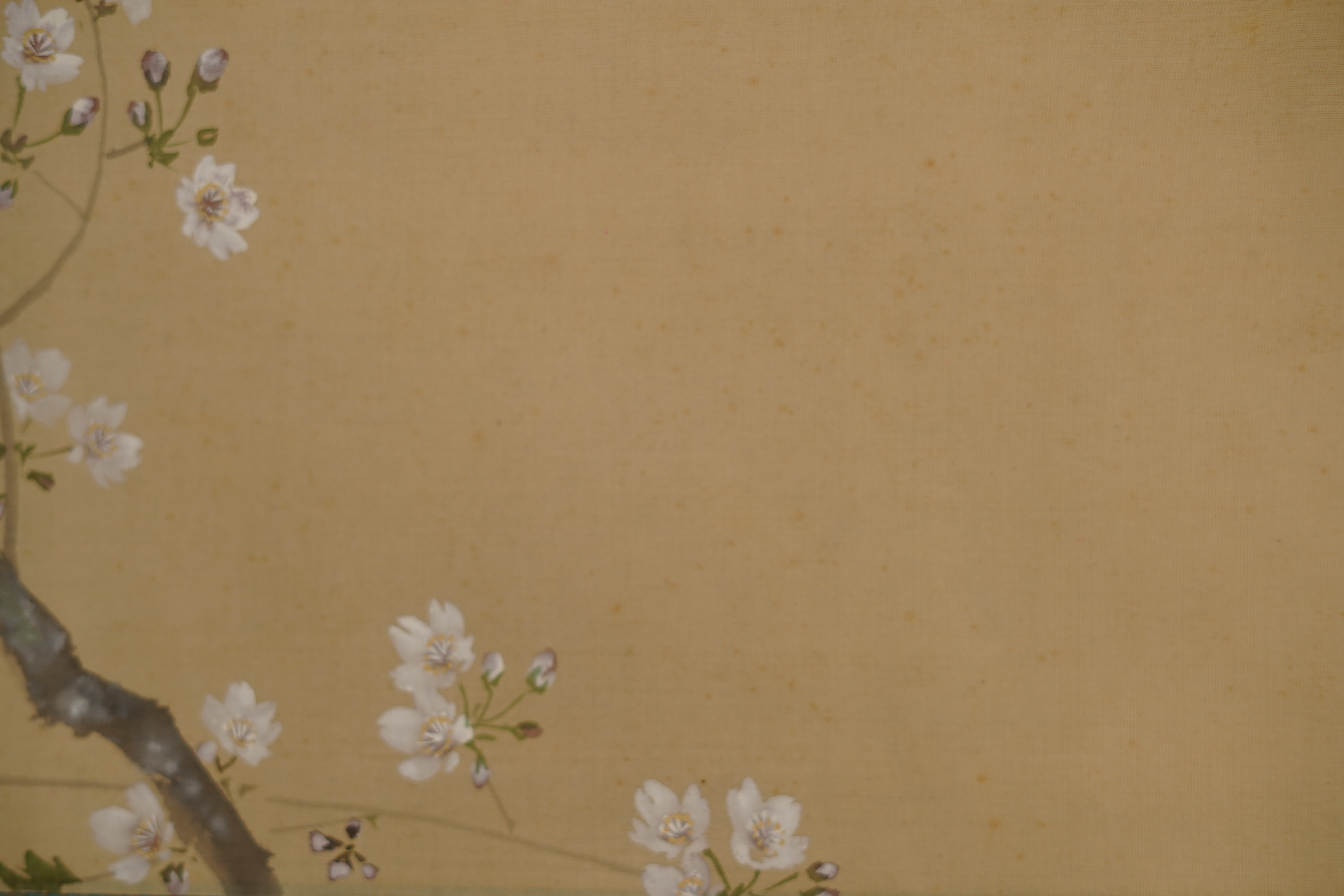 Close-up of the white cherry blossoms on the hanging branch in the hanging scroll Hanging Cherry Blossoms