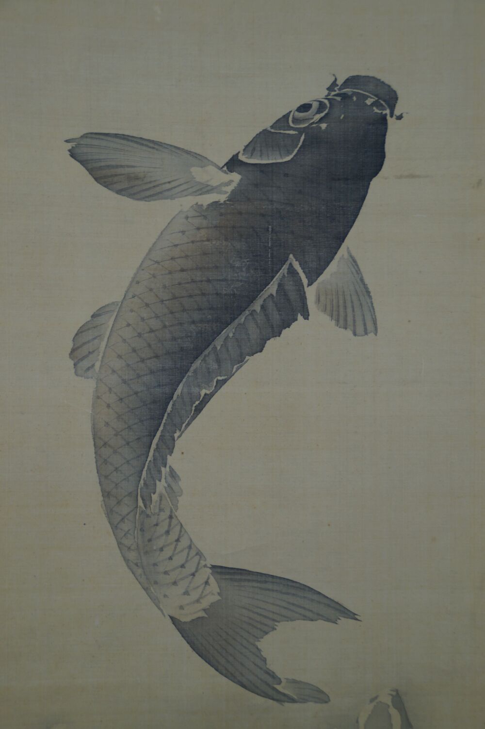 Close-up of the koi swimming upward in the hanging scroll Koi at the Waterfall