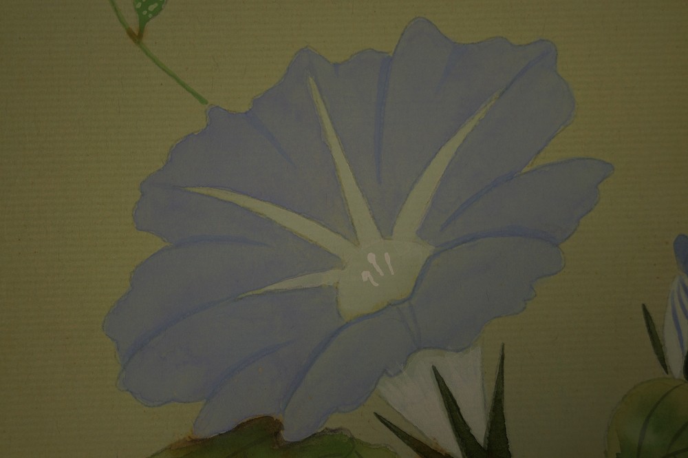 Nahaufnahme der Blütenkrone der Prunkwinde auf dem Shikishi