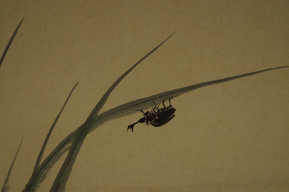Close-up of the rhinoceros beetle hanging on a blade of grass