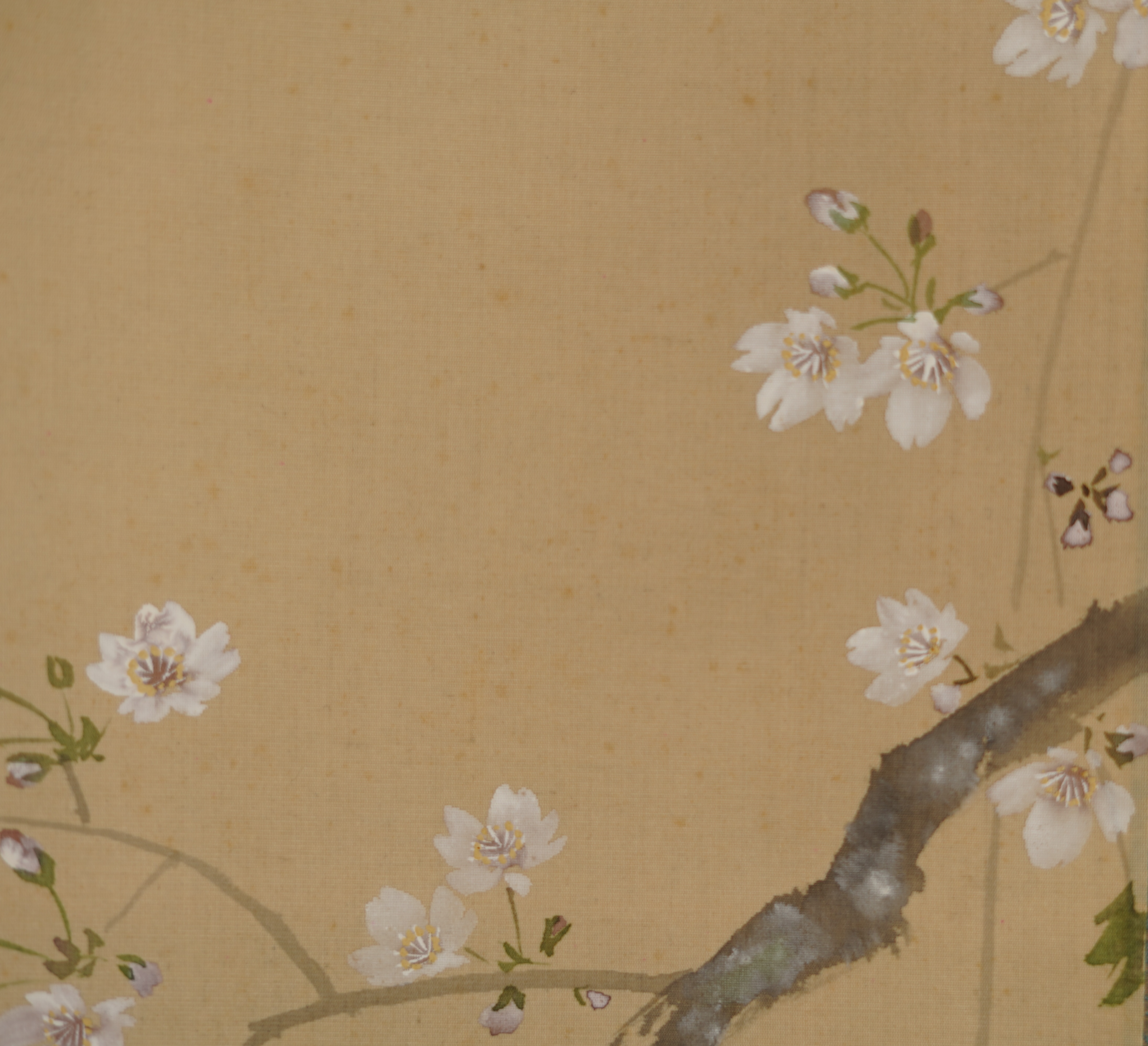 Additional Close-Up of the Cherry Blossoms with Small Moth in the Kakemono Hanging Cherry Blossoms