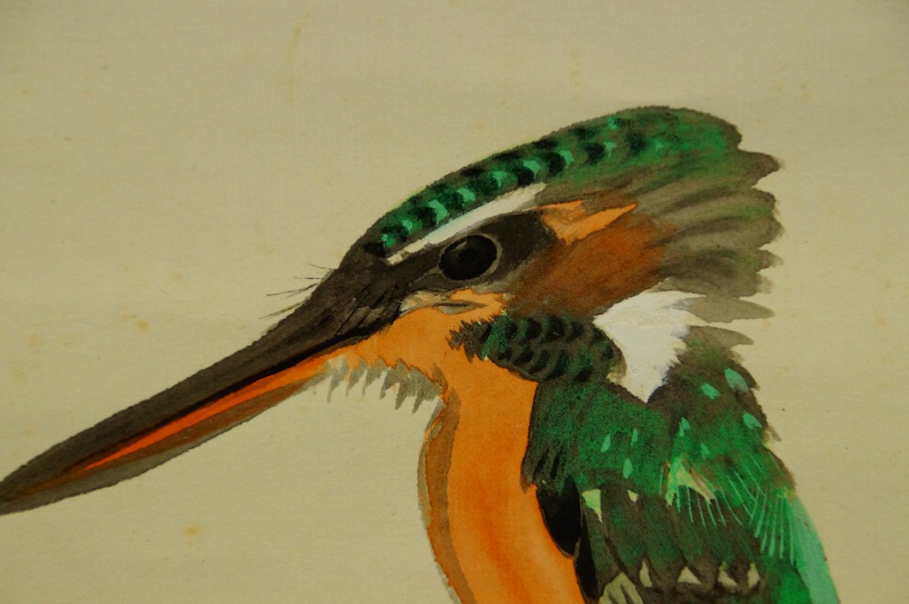 Kingfisher at the Daiya River Kingfisher Motif Close-Up 2