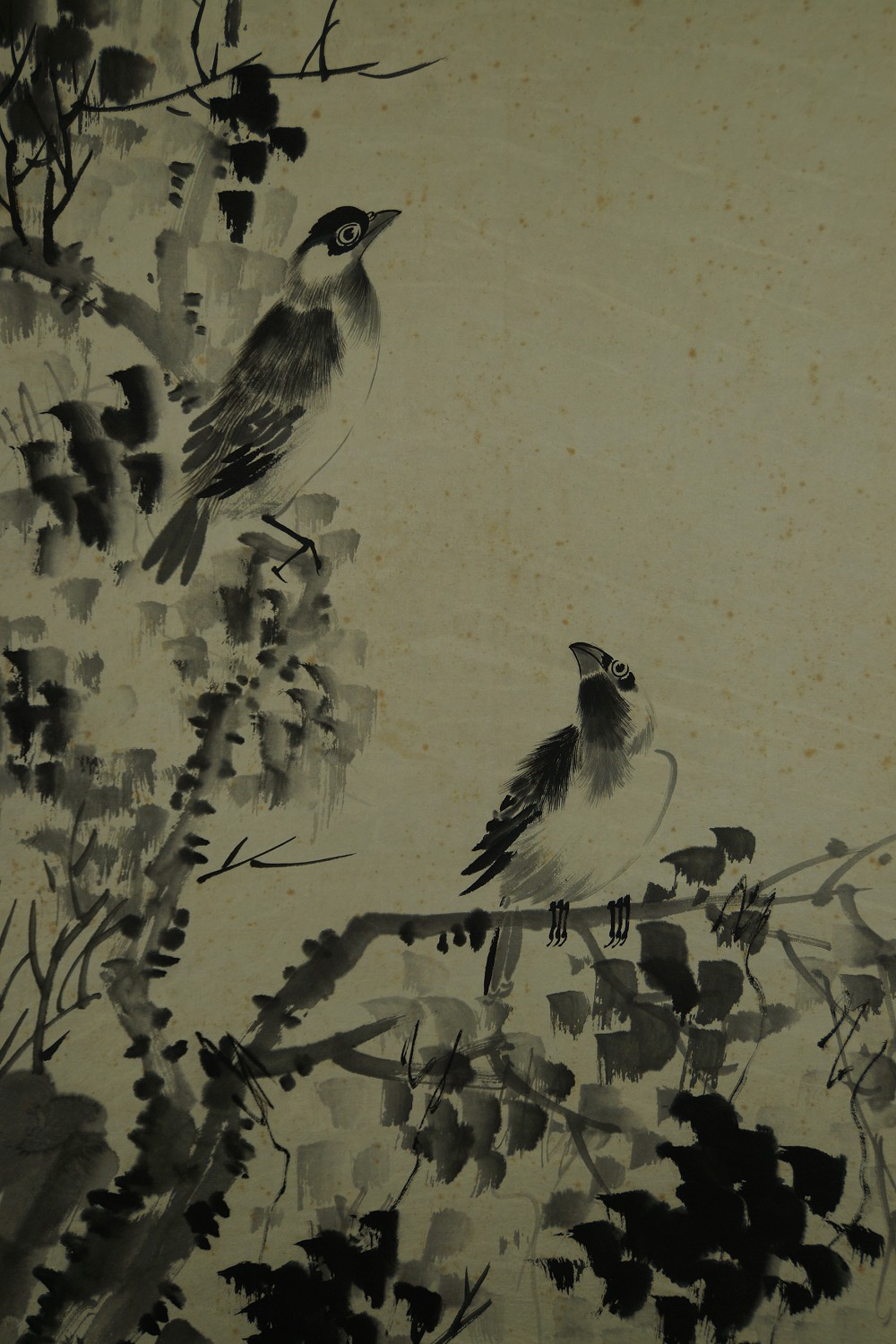 Further close-up of the two birds in the densely leaved branches
