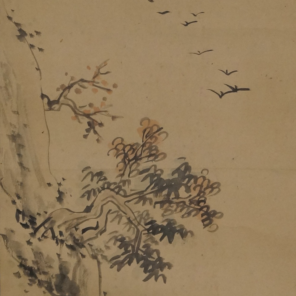 Knorriger Baum am Felsen Rollbild Motiv Nahaufnahme Vorschau