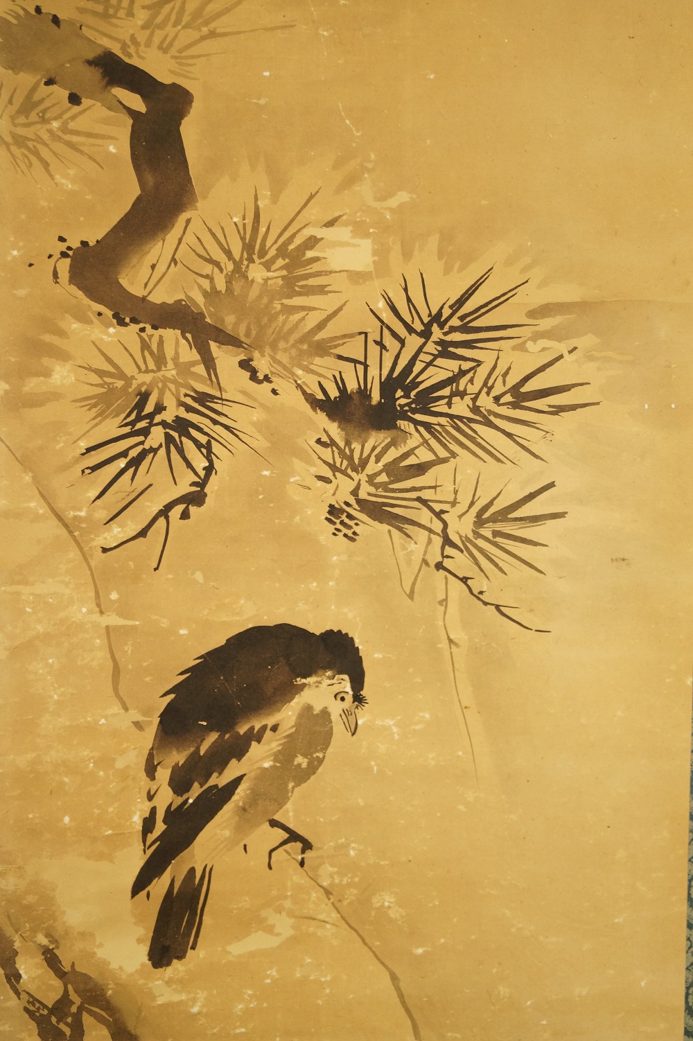 Vogel auf einer Kiefer Tanaka Koga Vogel Motiv Nahaufnahme