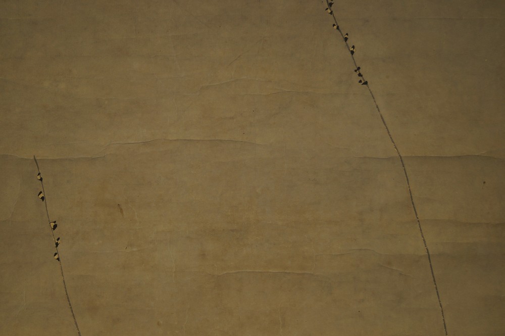 Sakura Hanging Scroll Cherry Blossom Motif Close-Up 1
