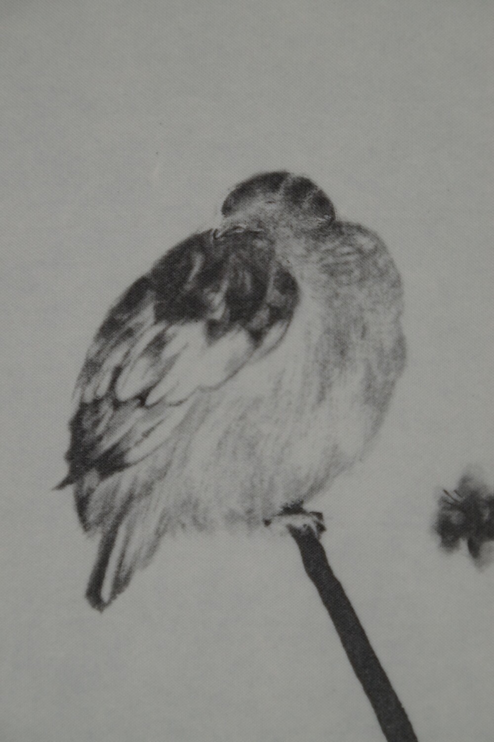 Extreme close-up of the sparrow with ruffled plumage in the sparrow scroll of the triptych after Miyamoto Musashi