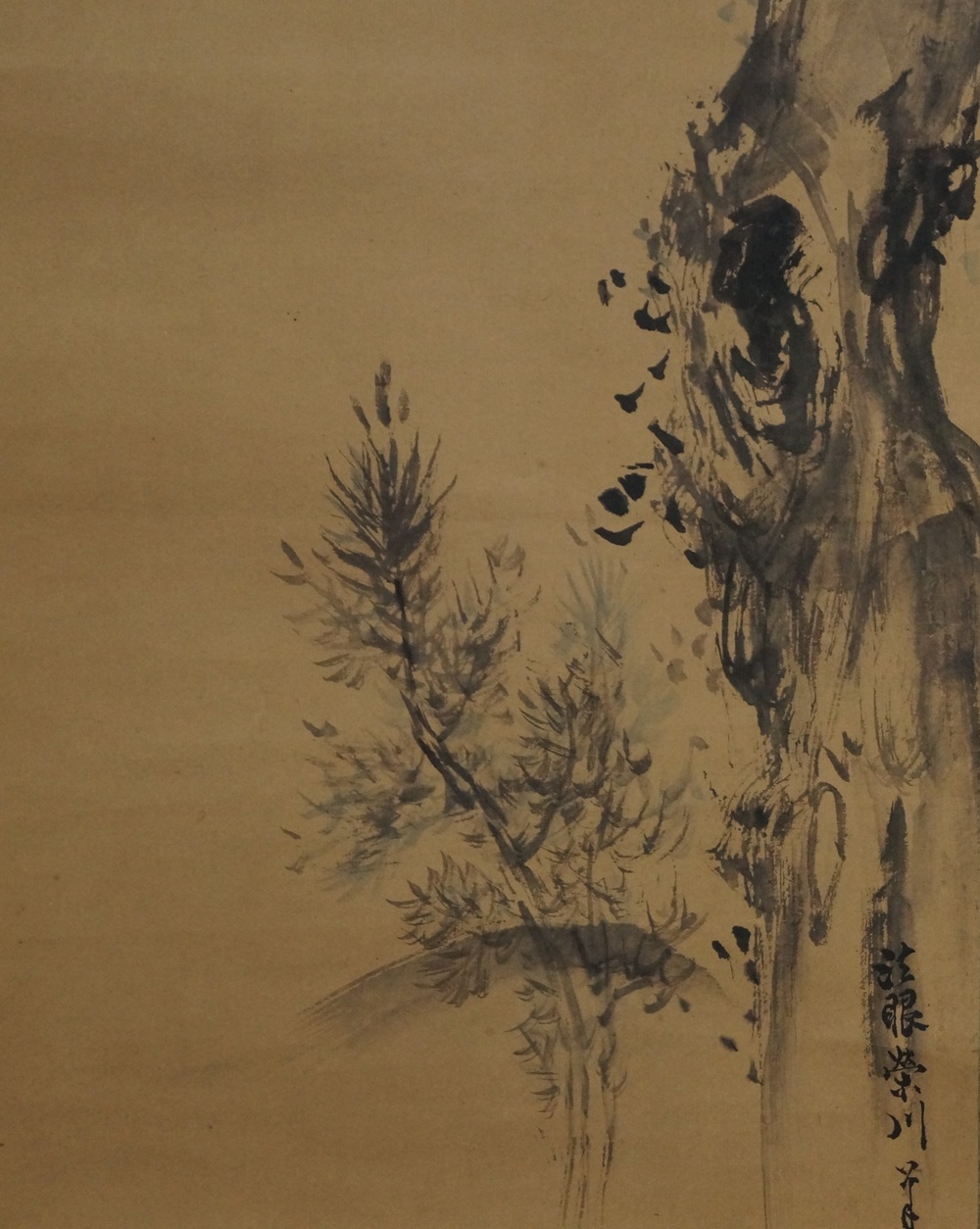 The Old Pine Pine and Rock Close-Up