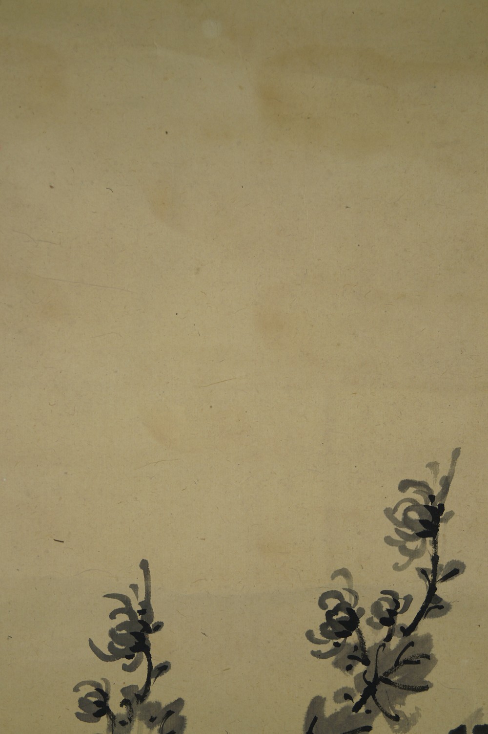 Chrysantheme - Japanisches Rollbild (Kakejiku, Kakemono)