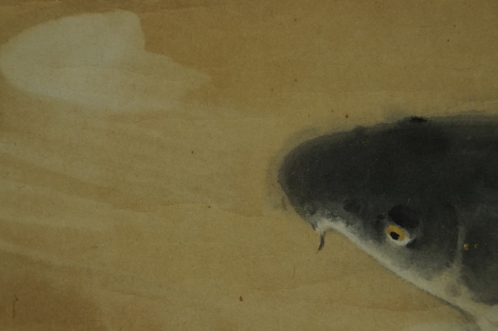Extreme close-up of the head of the dark koi