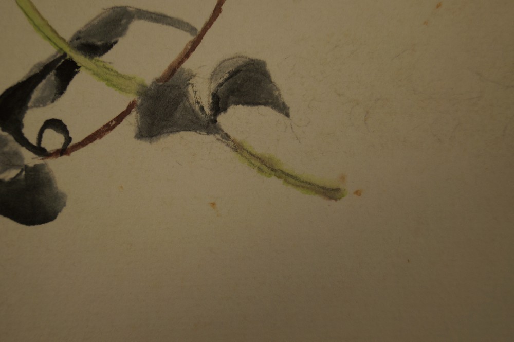 Shikishi Blume Blatt Nahaufnahme
