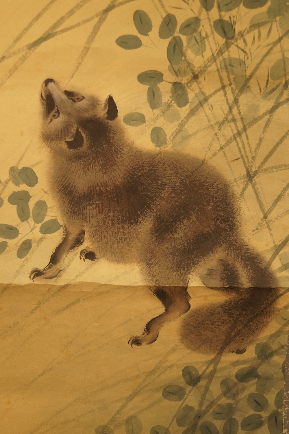 Raccoon Dog Raccoon Dog Close-Up 1