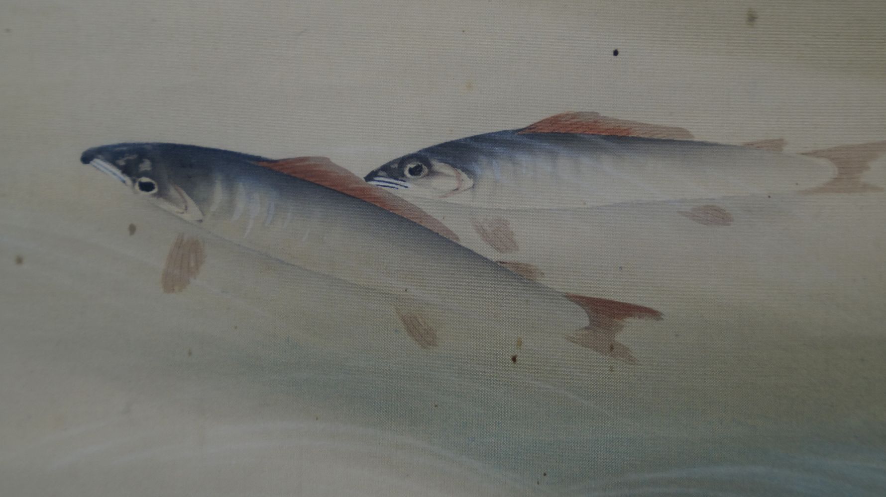 Nahaufnahme zweier schwimmender Ayu-Fische in der Stroemung