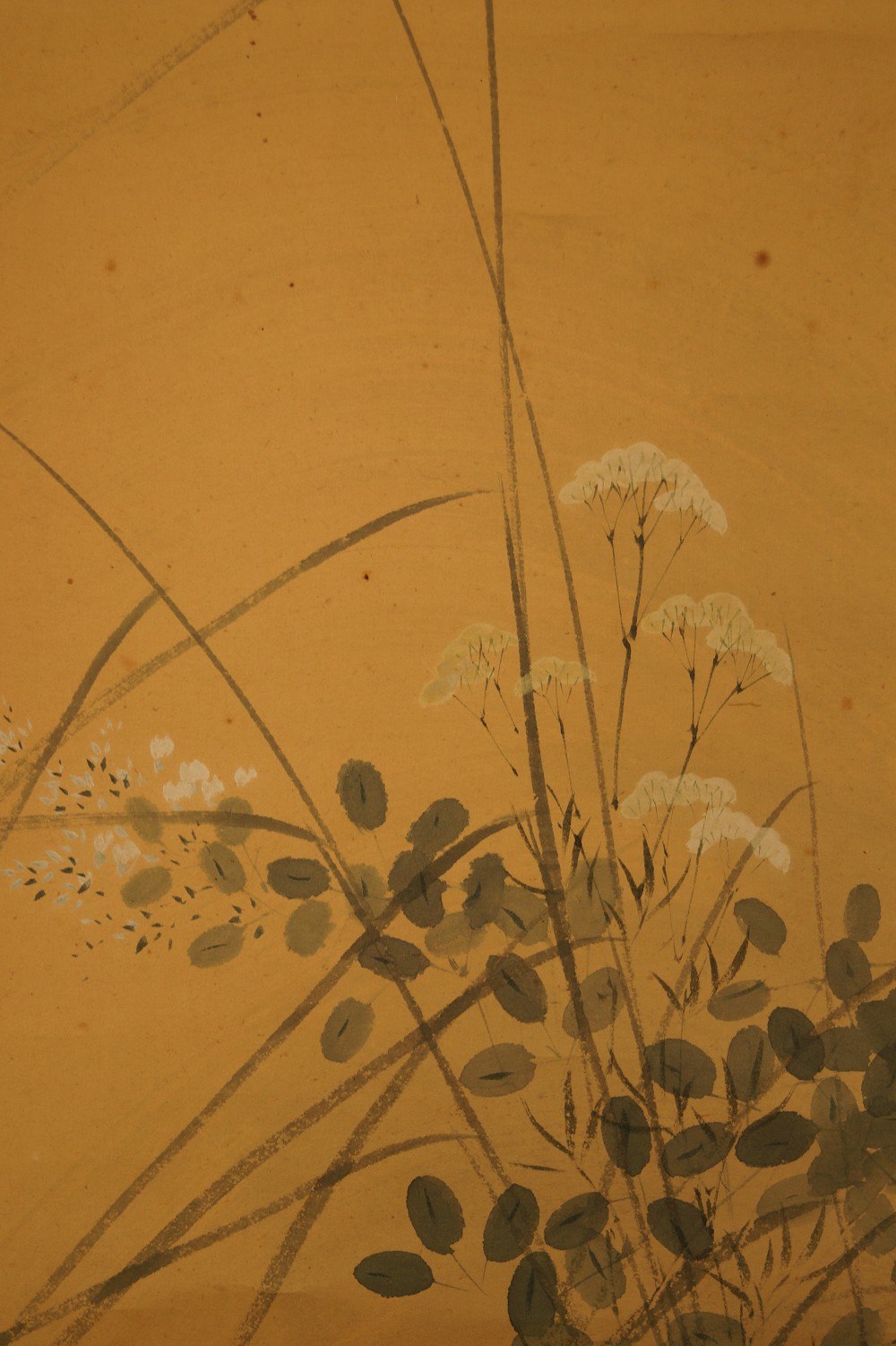 Raccoon Dog Blossom Branch Close-Up