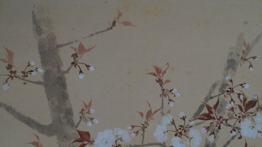 Further close-up of the cherry blossoms on the gnarled trunk in the Kakemono Spring at the Old Cherry Tree