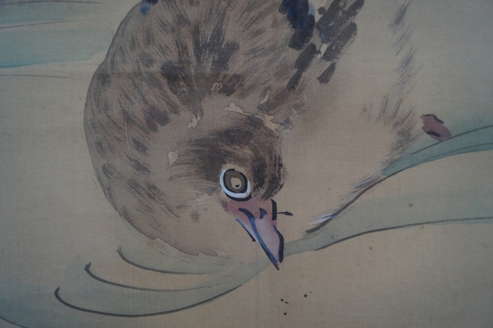 Enten Enten Nahaufnahme 2