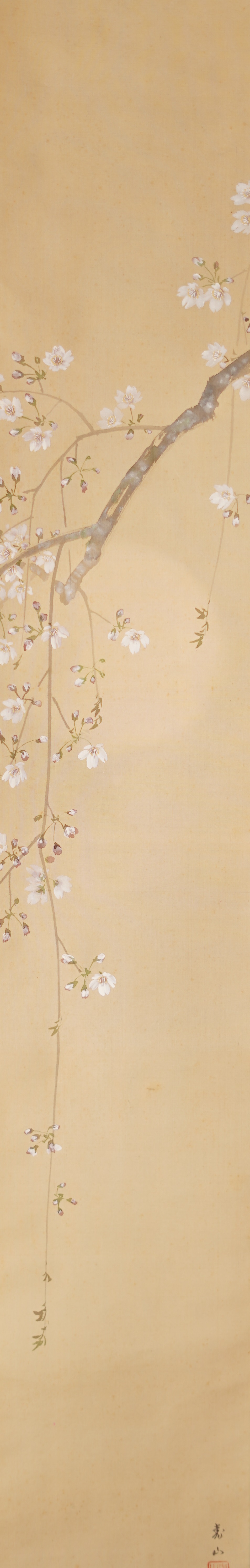 Full motif of the Kakemono Hanging Cherry Blossoms with drooping branch and artist's signature, without mounting