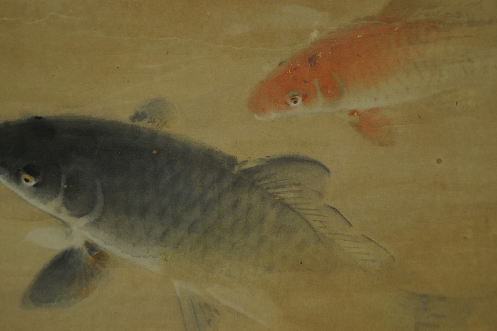 Close-Up of the Two Koi Swimming Close Together