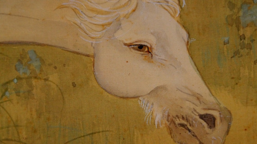 Extreme close-up of the white horse's head with eye and mane by Sobun