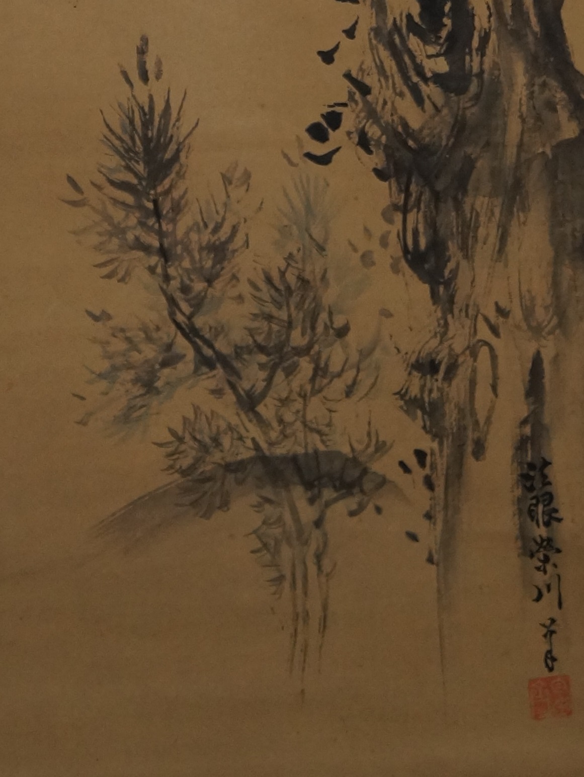 The old pine pine close-up 1