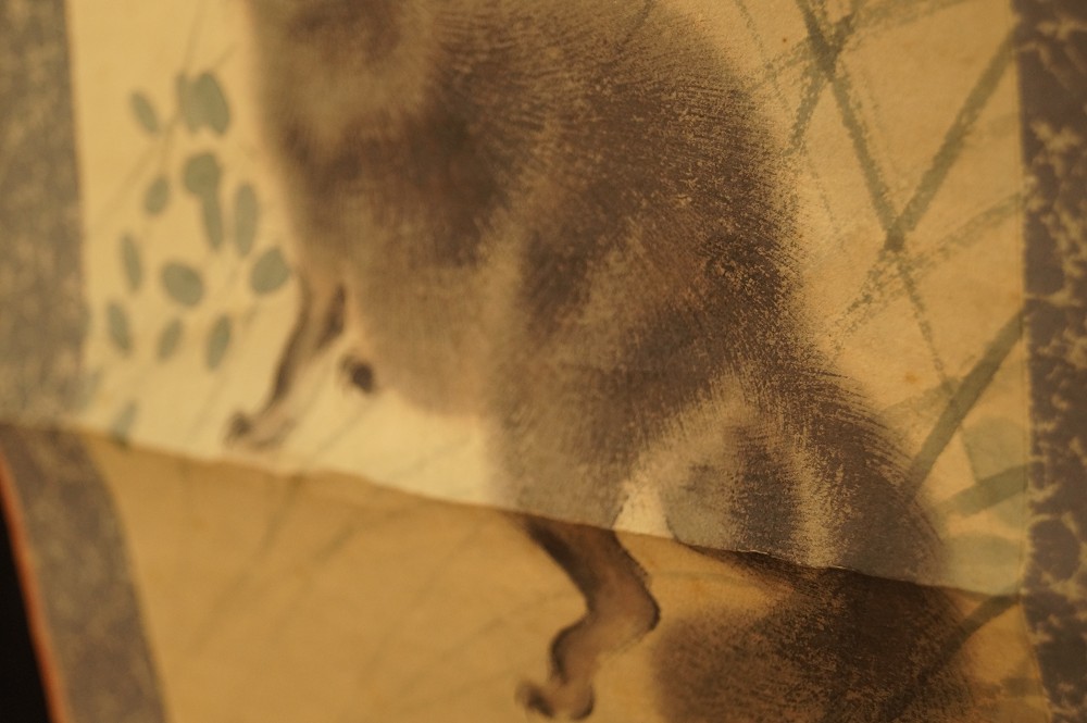 Raccoon Dog Raccoon Dog Close-Up 3