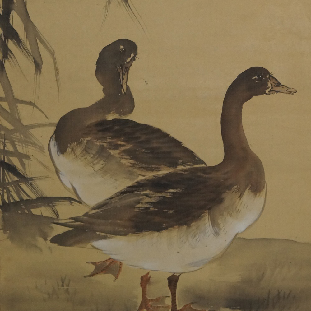 Zwei Enten Motiv Nahaufnahme Vorschau