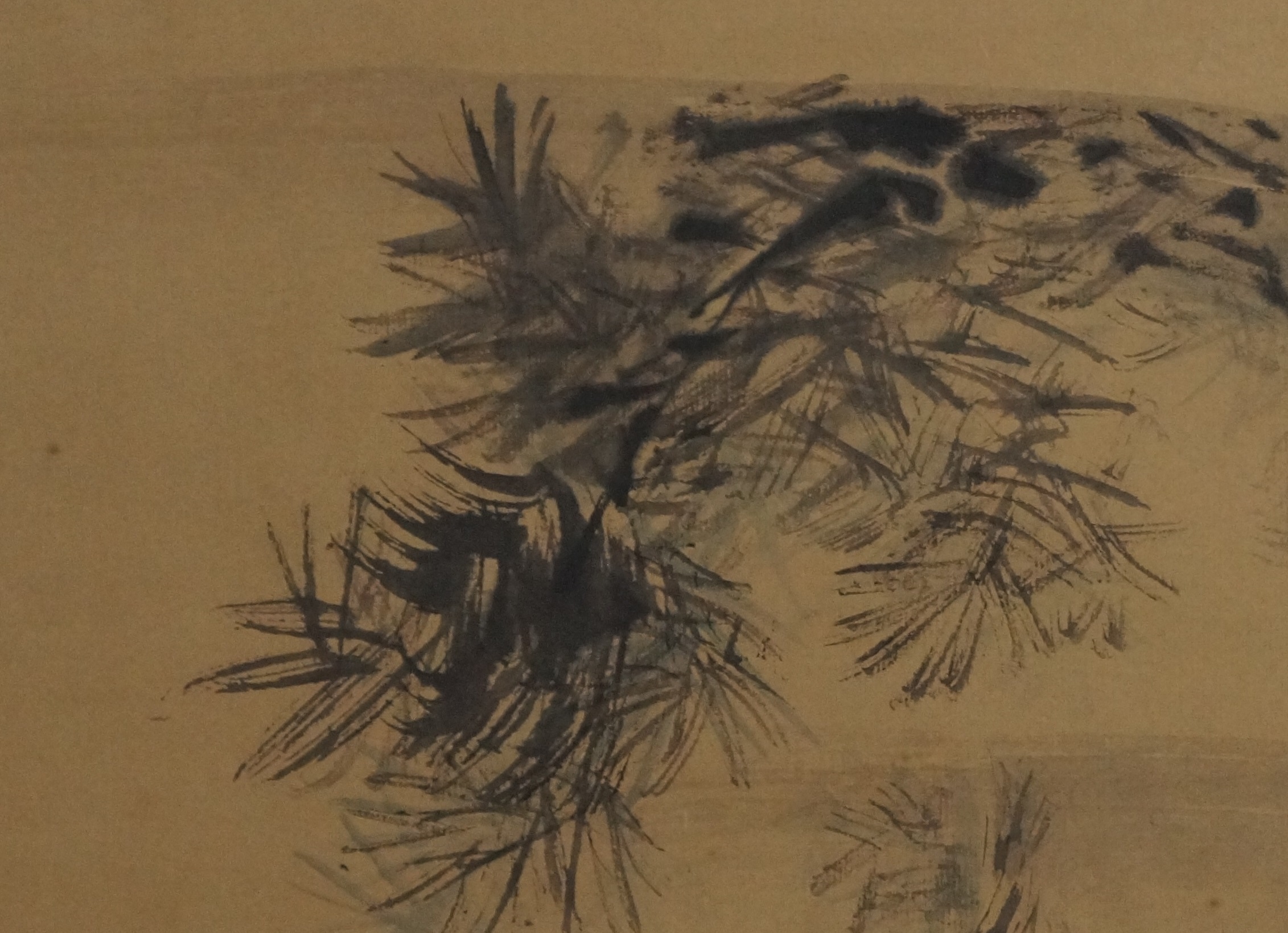 The Old Pine Pine Close-Up 2