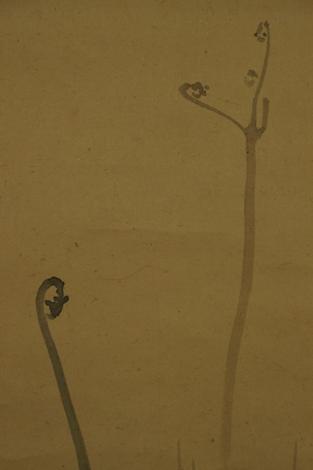Close-up of the unfurling fern fronds