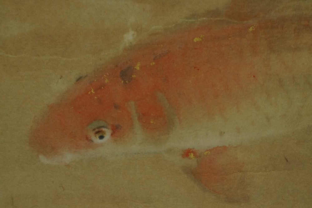 Extreme Close-up of the Head of the Orange Koi