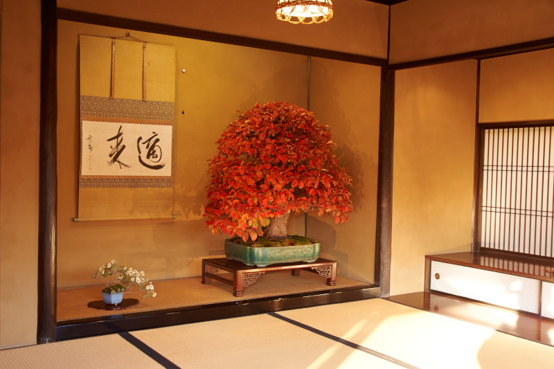 Japanische Tokonoma mit rotem Bonsai und Kalligrafie
