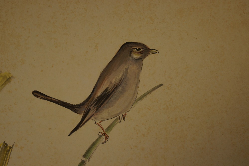 Shikishi Spatz bei der Reisernte Spatz-Motiv Nahaufnahme