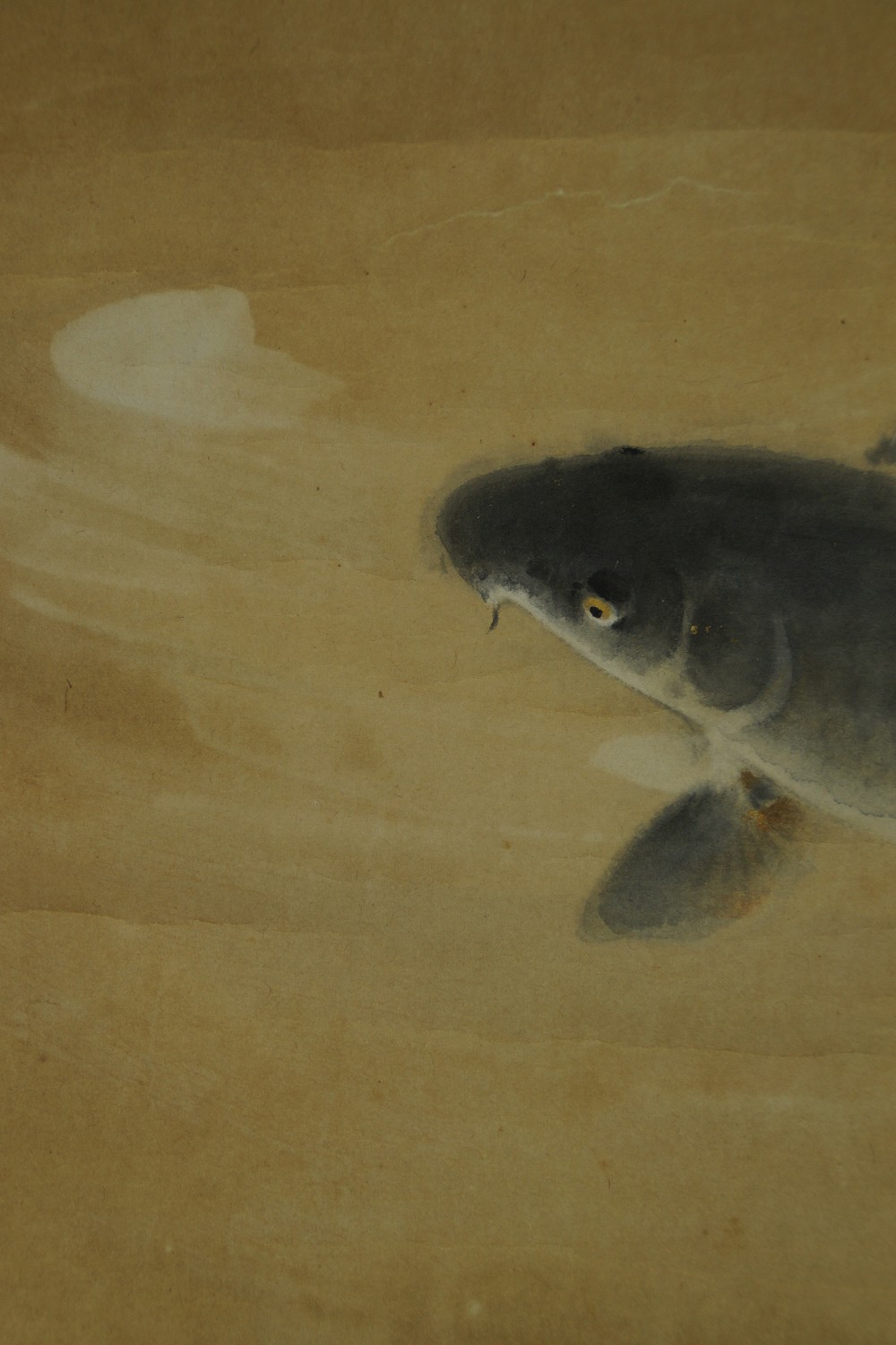 Close-Up of the Dark Koi in Clear Water