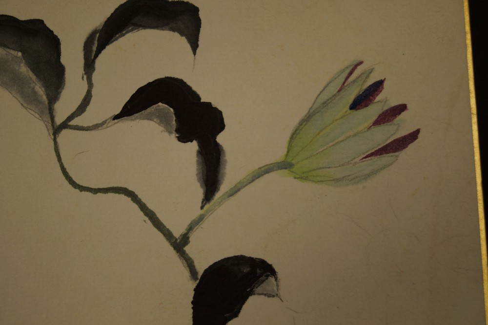 Shikishi Blume Knospe Nahaufnahme 1