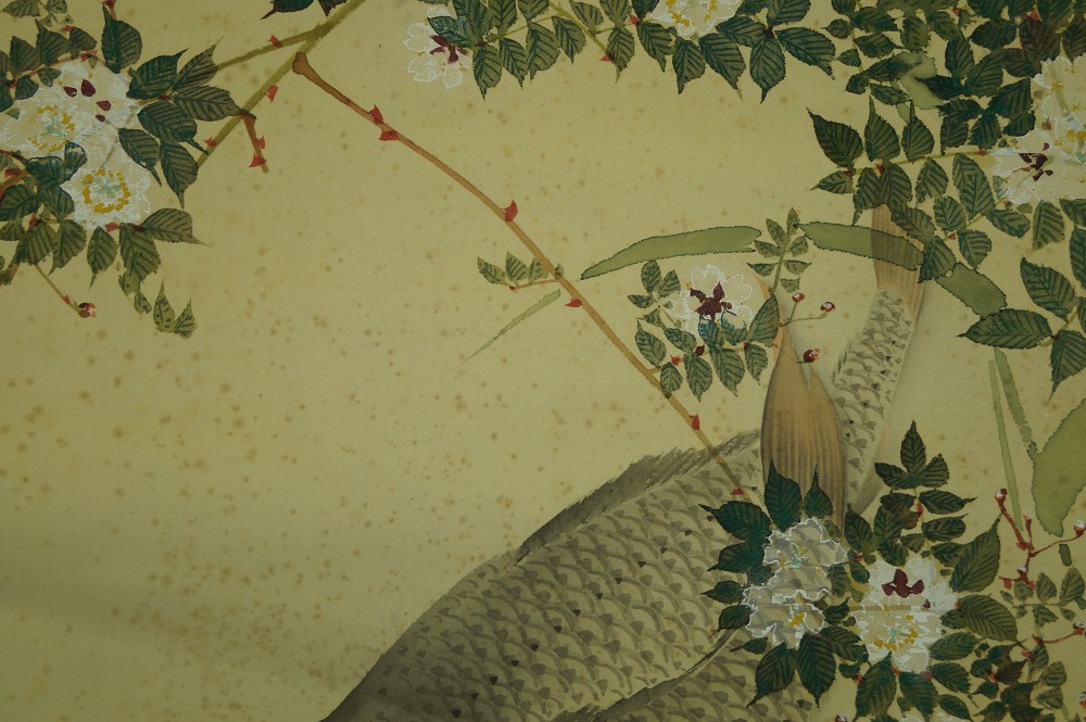Two Koi in Water Koi and Blossom Branch Close-Up