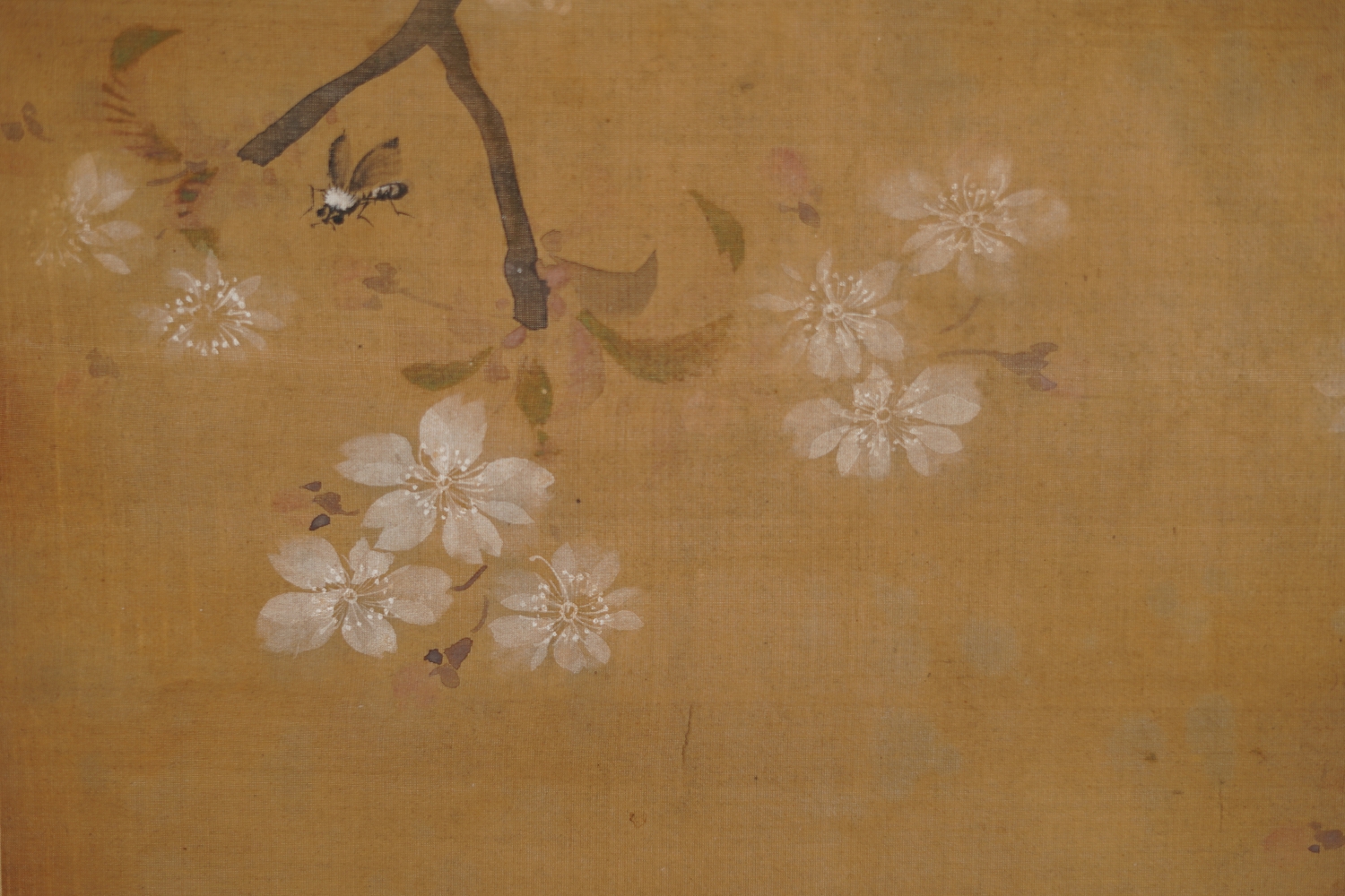 Additional close-up of the cherry blossoms with an insect in the hanging scroll Songbird on Blossoming Cherry Branch