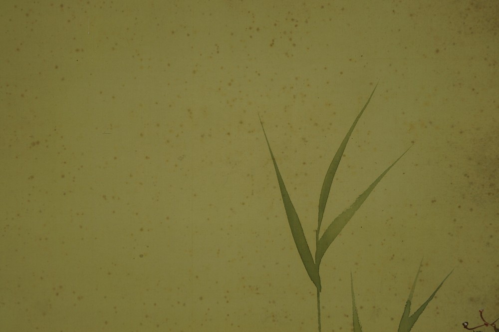 Two Koi in the Water Bamboo Close-Up