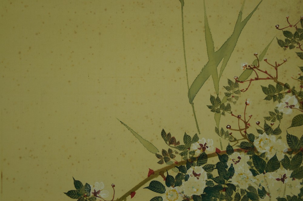 Two Koi in Water Blossom Branch Close-Up