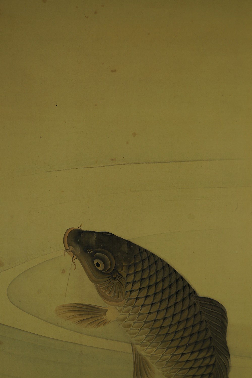 Close-up of the carp breaking the water's surface