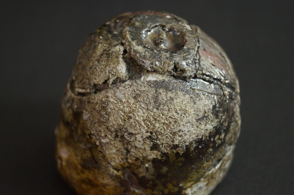 Tanba Guinomi by Masafumi Onishi Base Close-Up