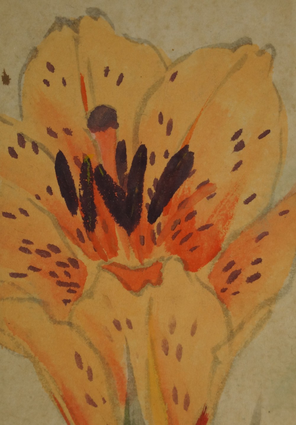 Orangefarbene Lilienbluete Motiv Nahaufnahme