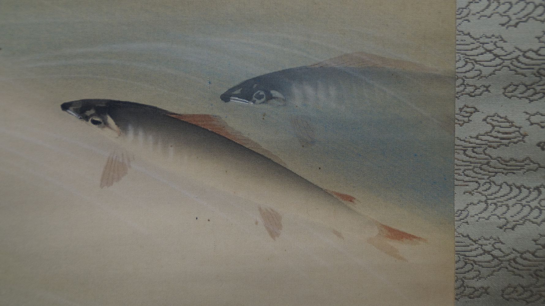 Weitere Nahaufnahme zweier schwimmender Ayu-Fische am Bildrand