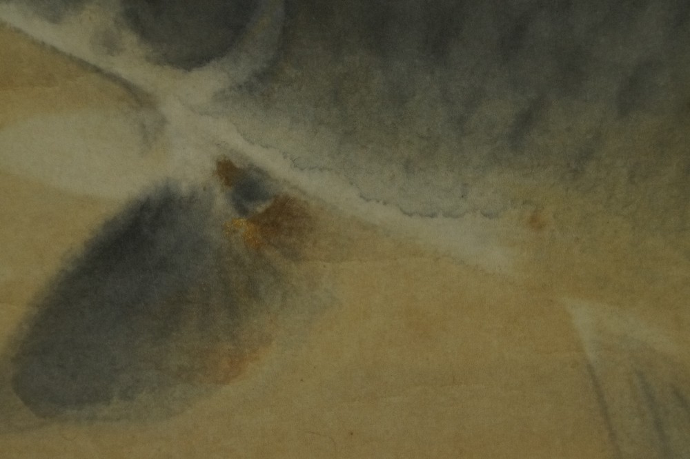 Close-up of the finely detailed fin and scale structure