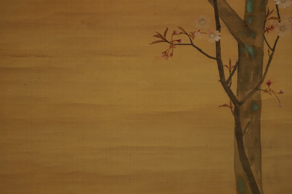 Woodpecker on cherry tree cherry blossom motif close-up 1