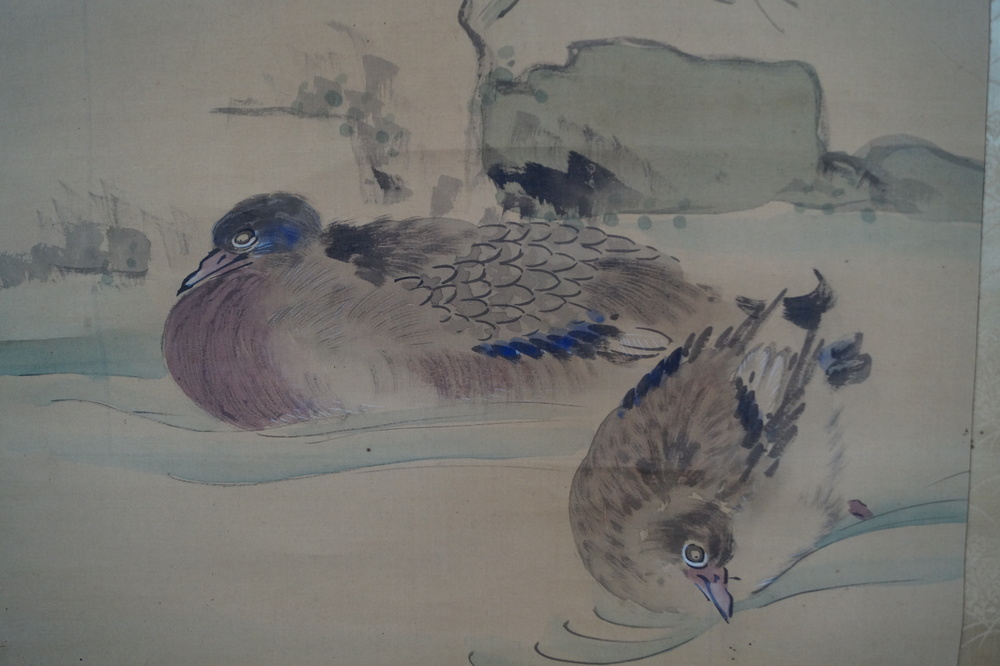 Enten Enten Nahaufnahme 1