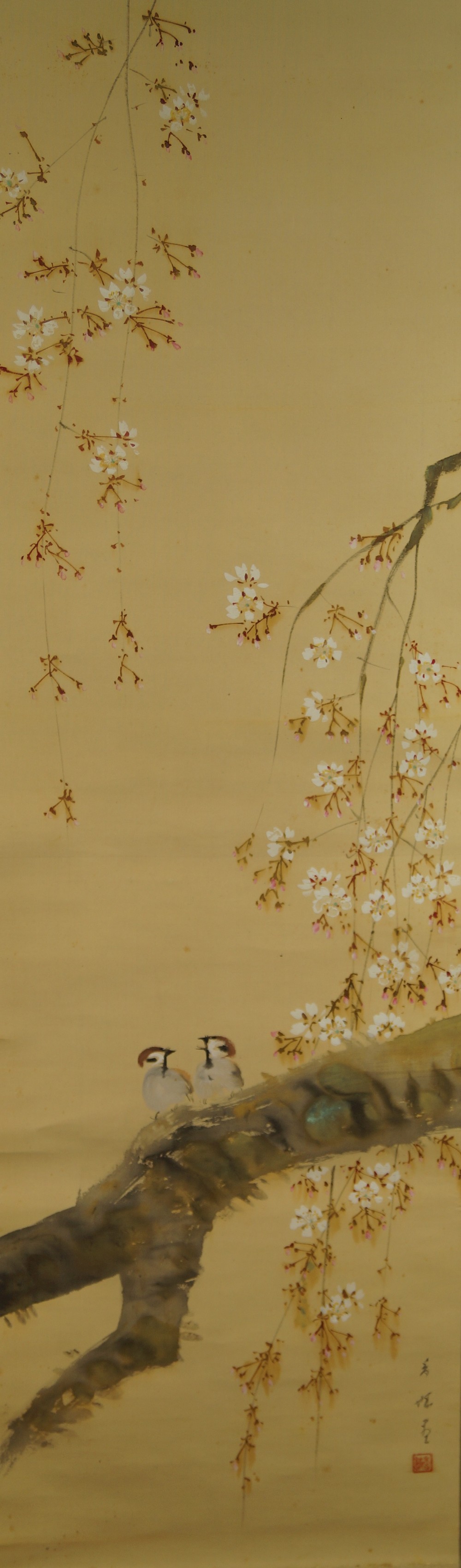 Zwei Spatzen auf dem Sakura Zweig - Japanisches Rollbild (Kakejiku, Kakemono)