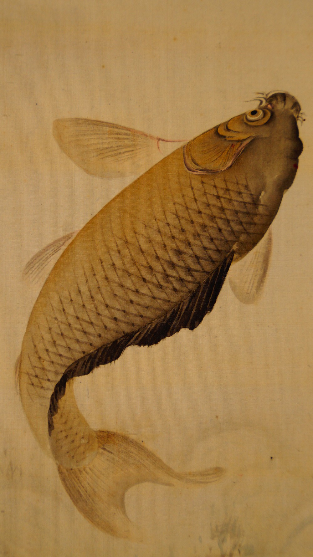 Extreme Close-Up of the Carp's Head with the Characteristic Barbels in the Hanging Scroll Carp Beneath the Waterfall by Takekawa Tomohiro