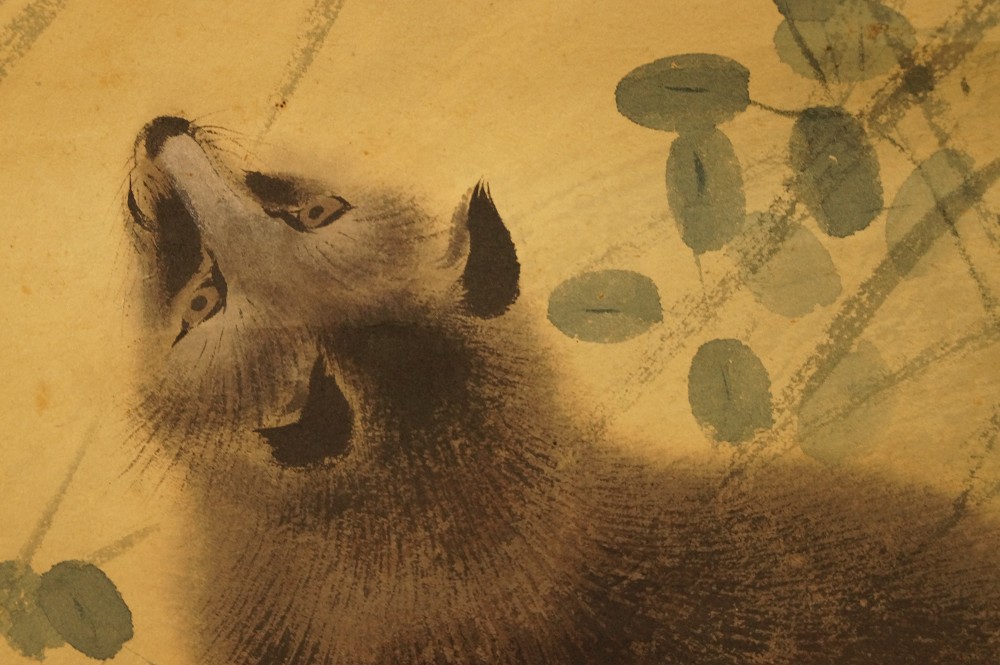 Raccoon raccoon close-up 2