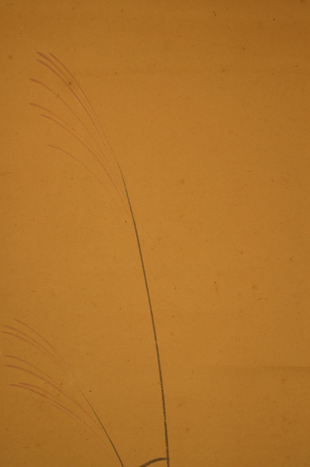 Raccoon dog grasses close-up